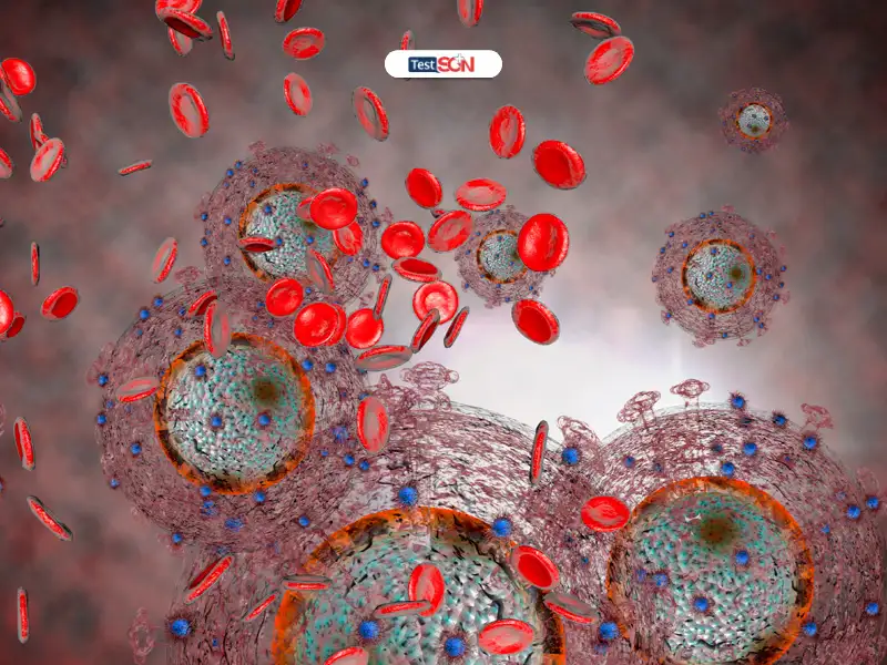 HIV 1 và HIV 2 đều tấn công hệ miễn dịch qua các con đường lây nhiễm tương tự nhau.