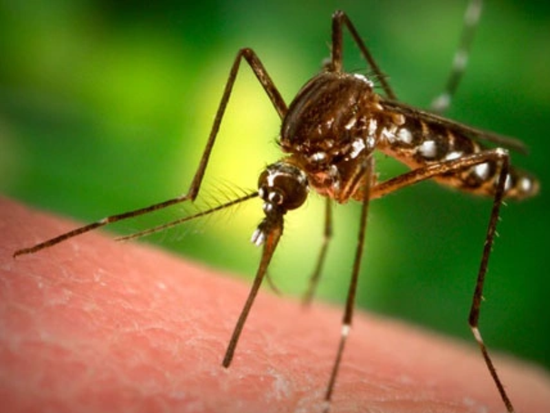 Vì sao muỗi không thể truyền HIV? 