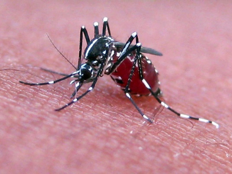 HIV không lây qua vật trung gian dính máu